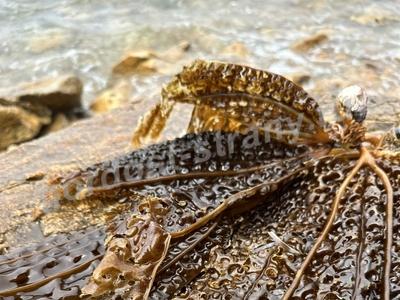 Японское море 