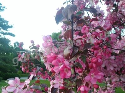 Цветущий Новосибирск