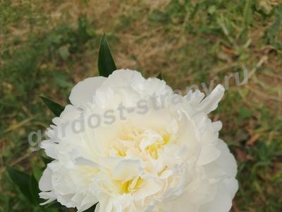 М.Клементи Сонатина соч.36 ч.2