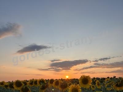 Подсолнухи