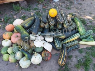 Кабачки и тыковки