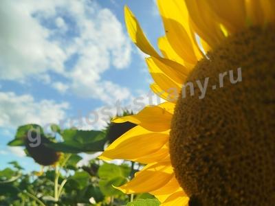 Рамонский подсолнух