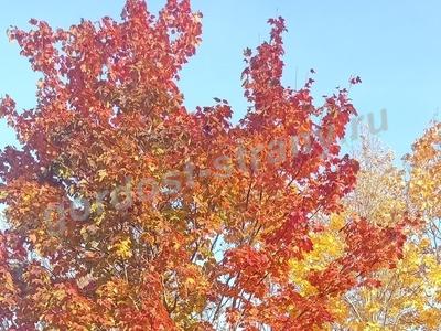 Чудесная пора