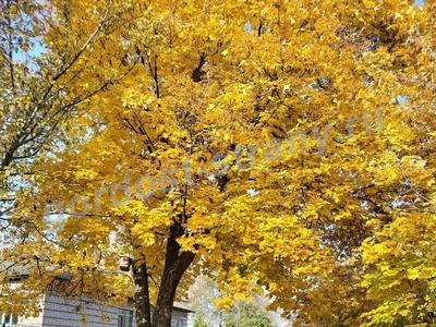 Осенняя дорога в школу