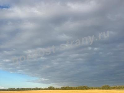 Вот он, хлебушко душистый!