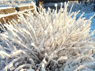 Белый наряд. 