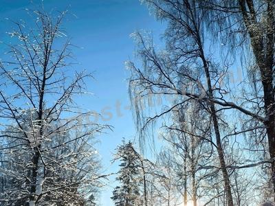 Мороз и солнце