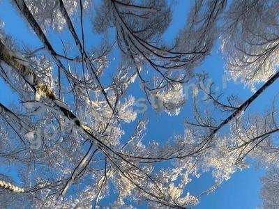 Зимняя сказка 