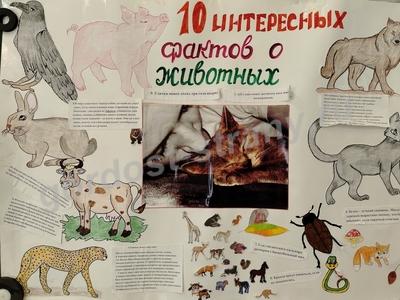 10 интересных фактов о животных