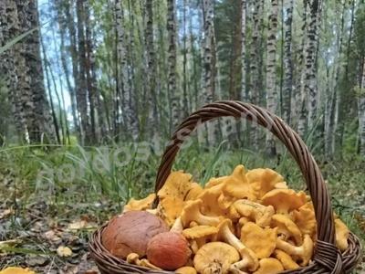 Мы в лес ходили по грибы...